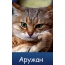 Картинка на аву вконтакте с именем Аружан