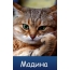 Картинка на аву вконтакте с именем Мадина